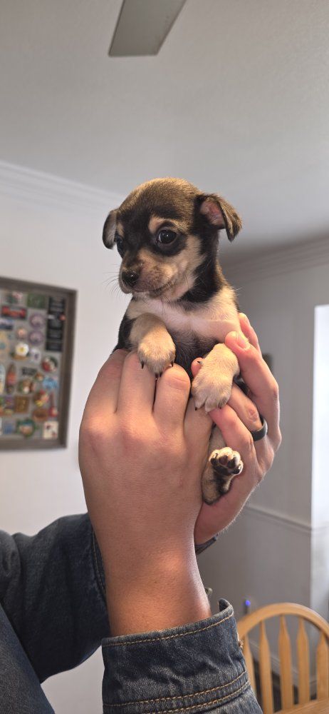 Dorkie Pin Puppies | Dogs | KSL Classifieds