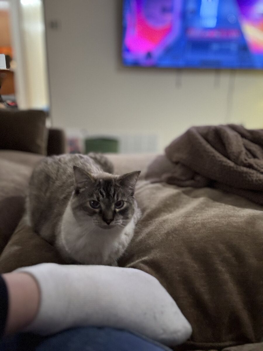 1.5 Year old Female Cat - Declawed & Spayed