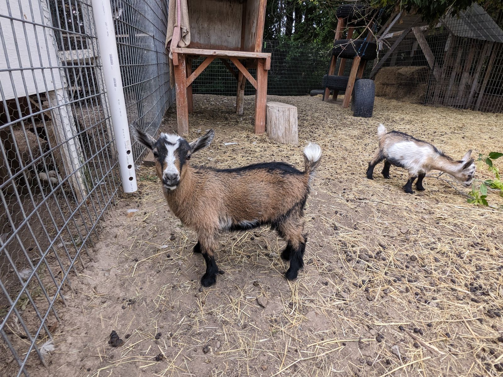 Nigerian Dwarf Baby Goats for Sale