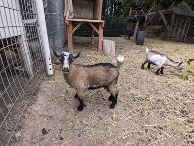 Nigerian Dwarf Baby Goats for Sale