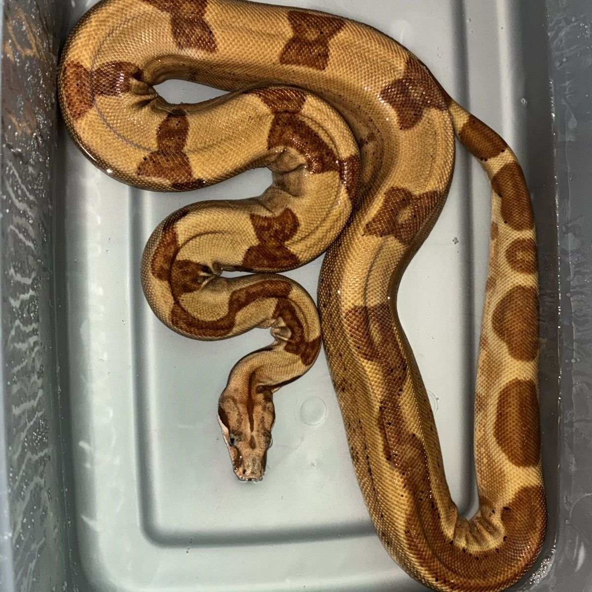 Hypo Harlequin Boa Constrictor . OBO