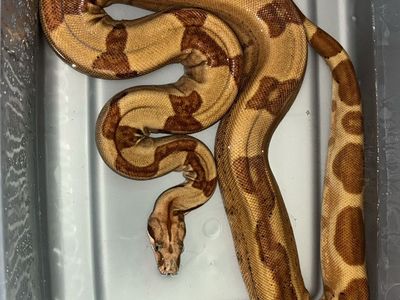 Hypo Harlequin Boa Constrictor . OBO