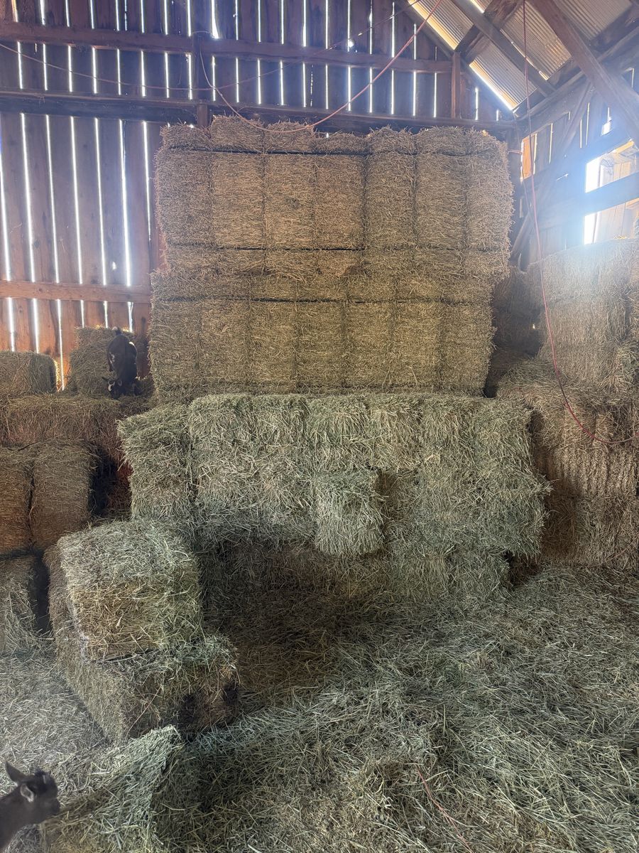 Good  Hay Bales for Livestock Feed