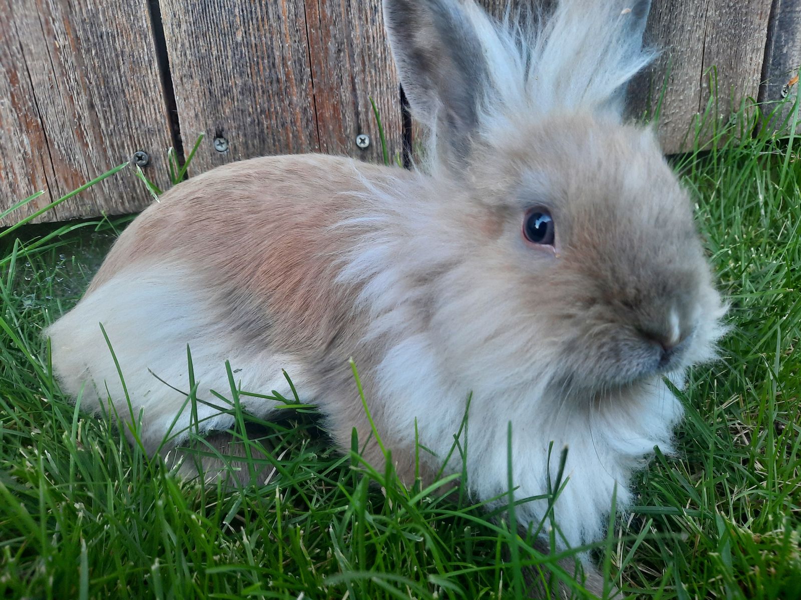 Rabbits