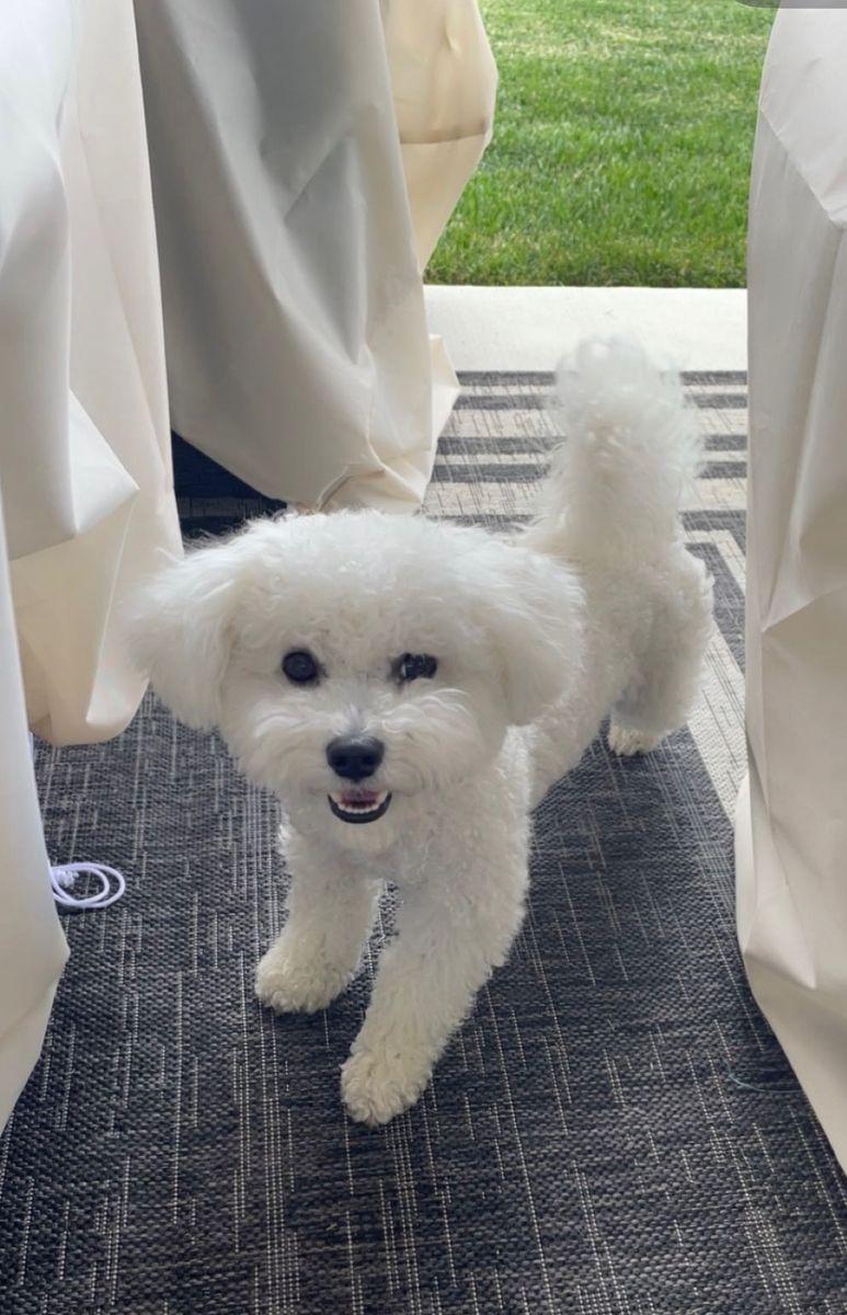 Adorable Bichon Frise - Ready for a Loving Home!