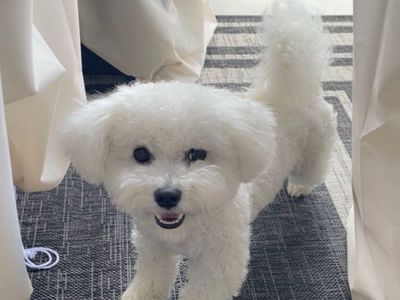 Adorable Bichon Frise - Ready for a Loving Home!