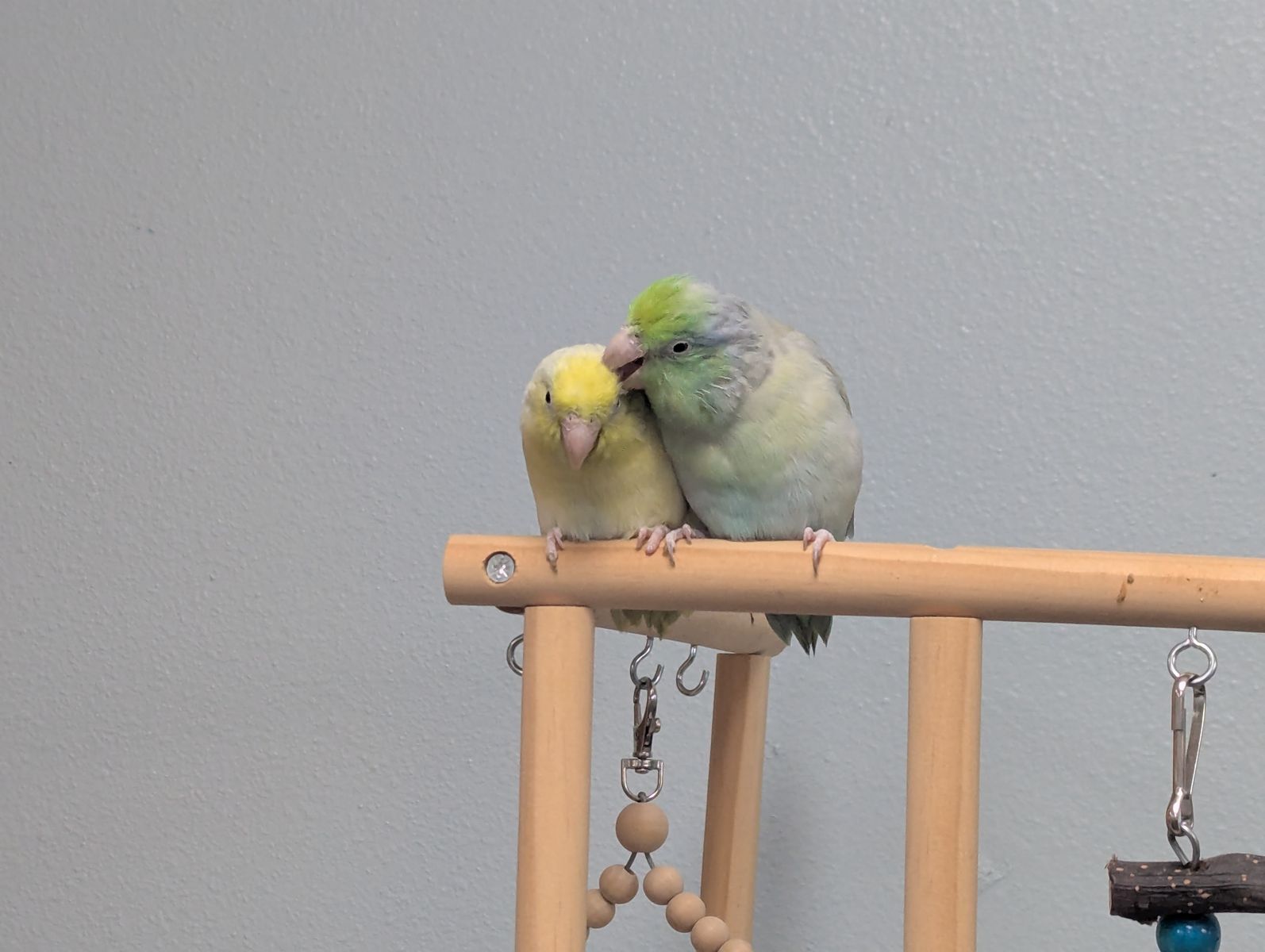 2 Male Parrotlets looking for a new home