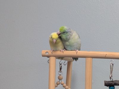 2 Male Parrotlets looking for a new home