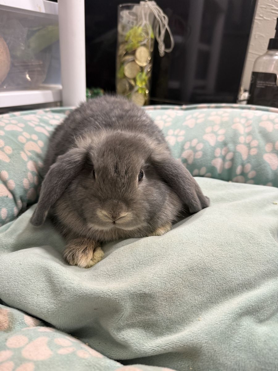 Blue Chinchilla Holland Lop Doe