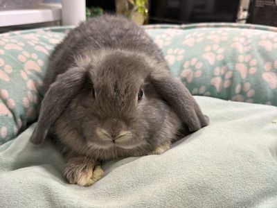 Blue Chinchilla Holland Lop Doe