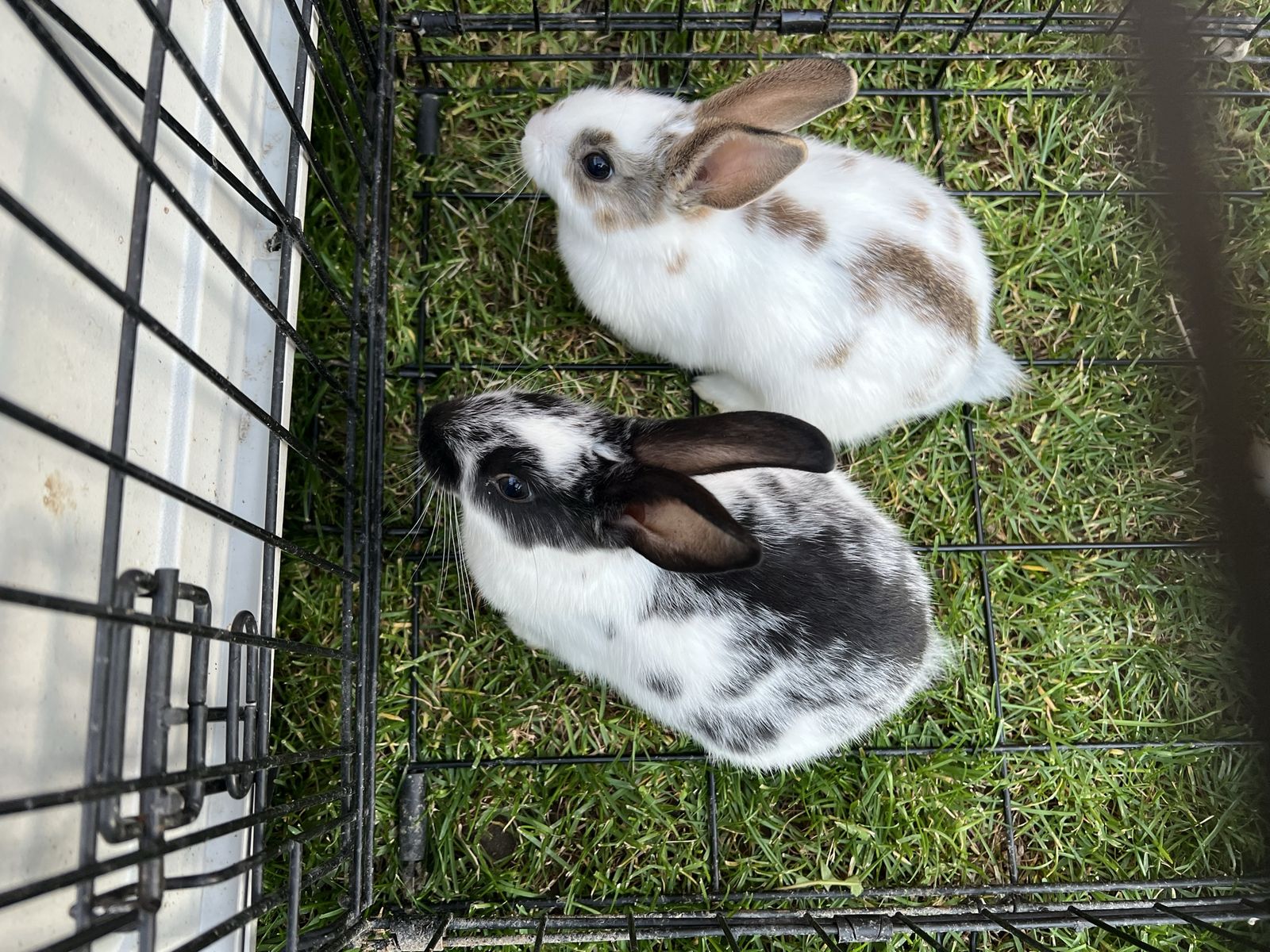 Bunny  for sale !!