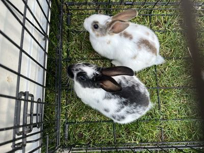 Bunny for sale !!
