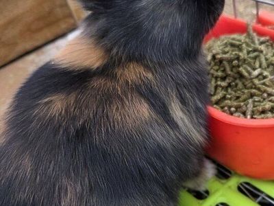 Japanese Harlequin Bunny Rabbit Doe