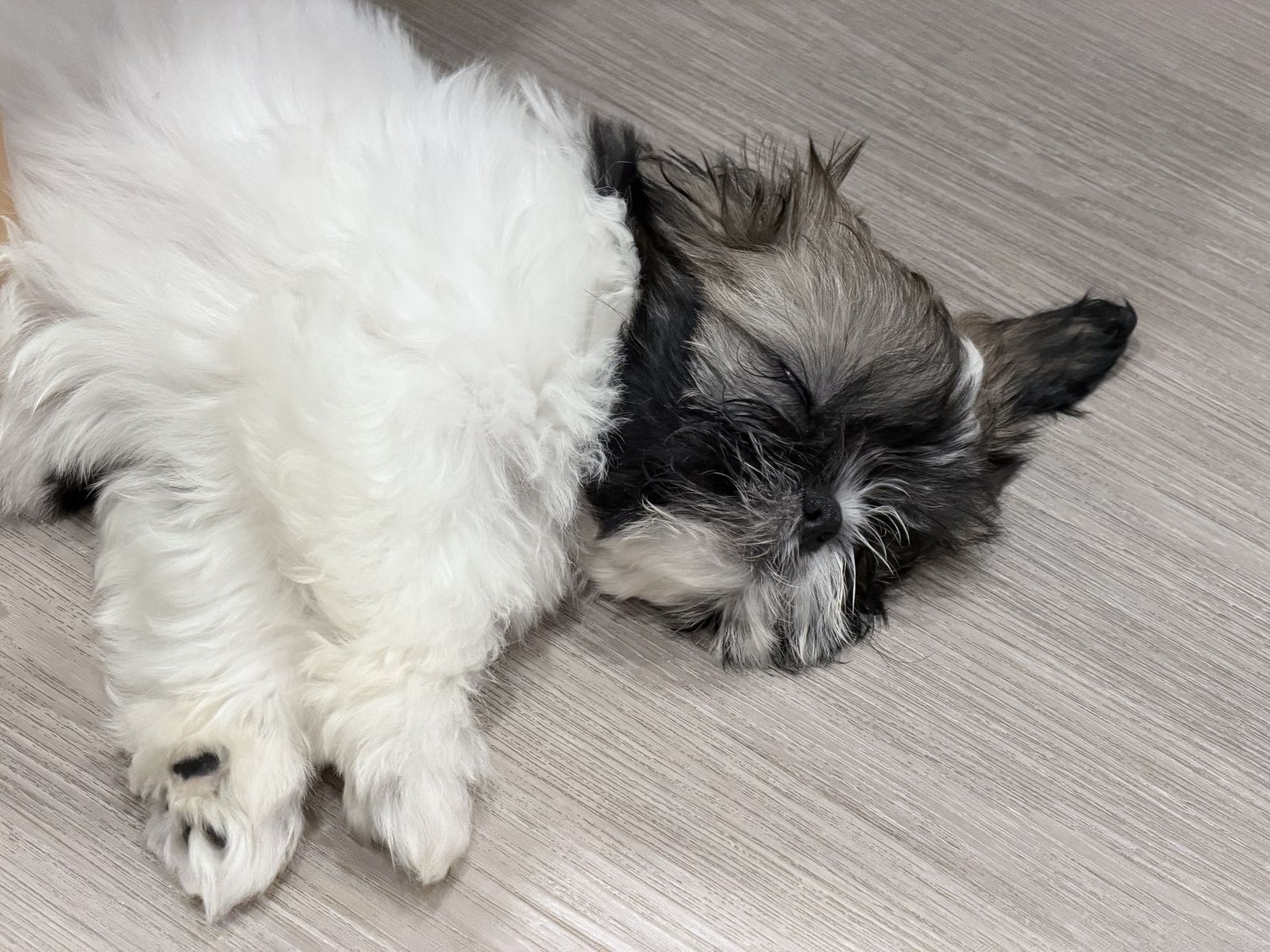 Shih Tzu puppy