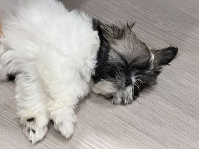 Shih Tzu puppy