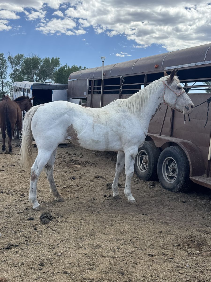 9 YR PAINT MARE