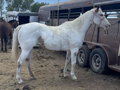 9 YR PAINT MARE