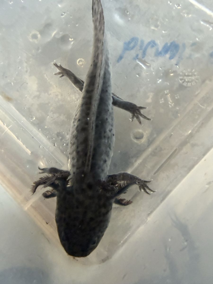 Axolotl babies 50% off!