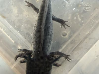 Axolotl babies 50% off!