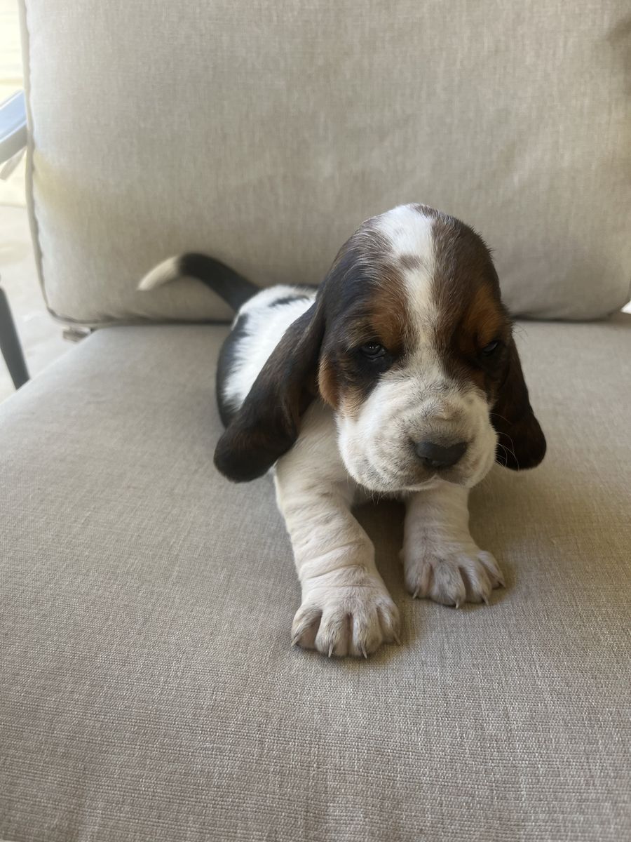 Basset Hound Puppies!
