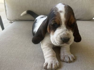 Basset Hound Puppies!