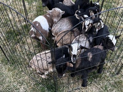 Nigerian Dwarf Cross Wethers