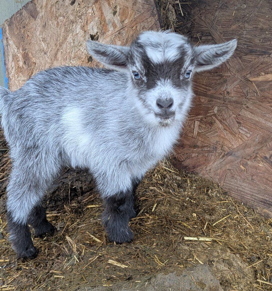 Cute male Goat for Sale