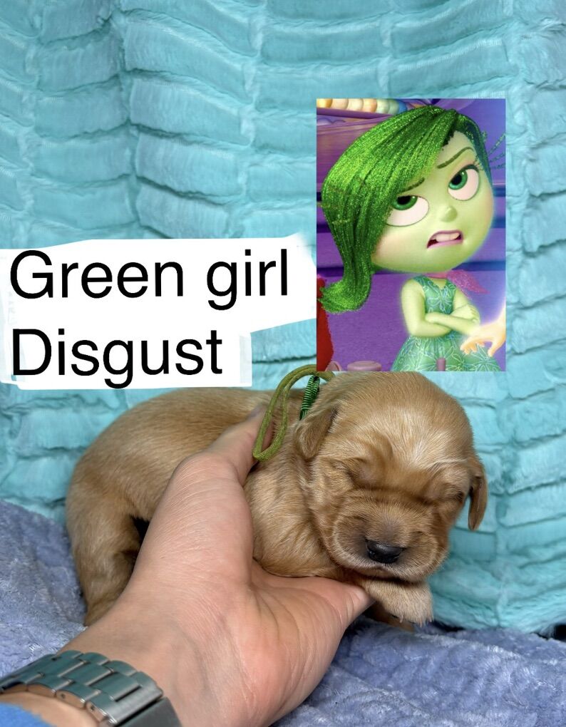 AKC Purebred Golden Retriever Puppies