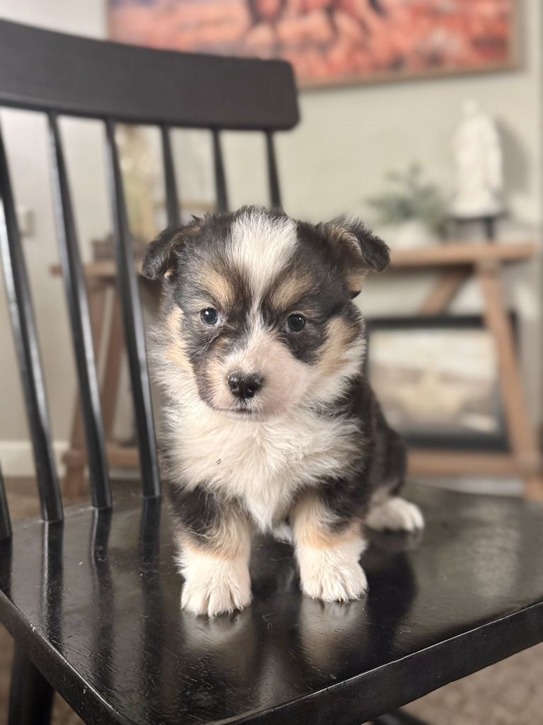 AKC Pembroke Welsh Corgi Fluffy Puppy TRIPLE CLEAR