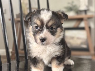 AKC Pembroke Welsh Corgi Fluffy Puppy TRIPLE CLEAR