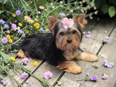 Quality Tiny Female Yorkie Puppy