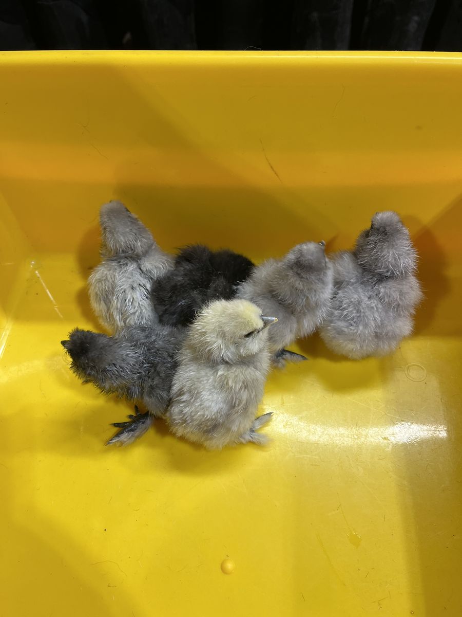 Silkie Chicks