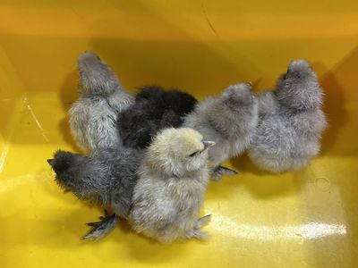 Silkie Chicks