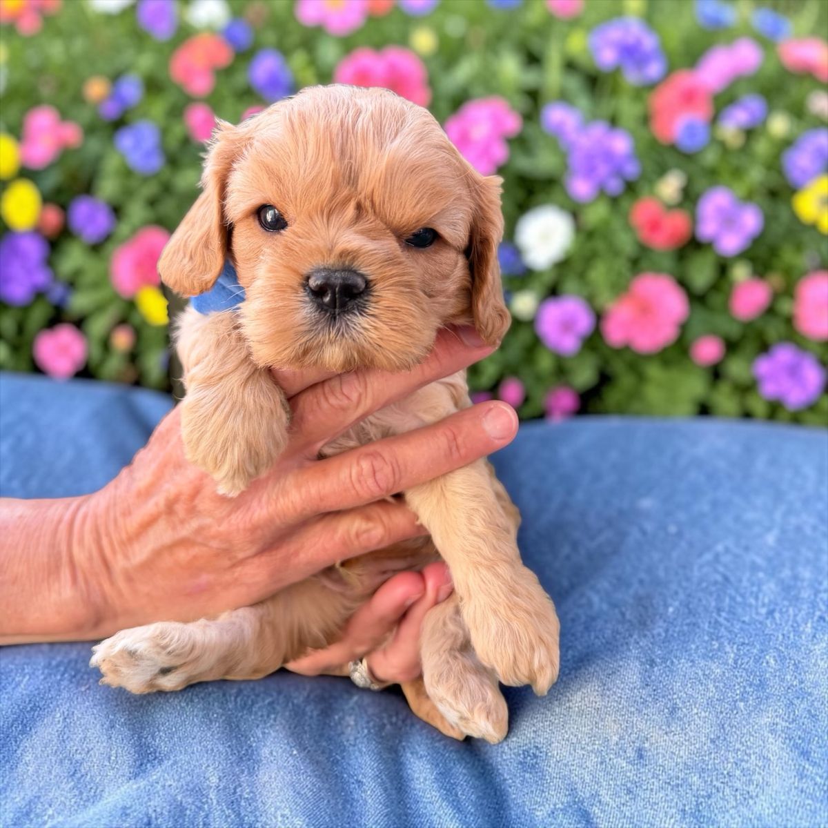 Cavapoo puppies ready for Mothers Day!!
