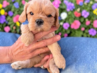 Cavapoo puppies ready for Mothers Day!!