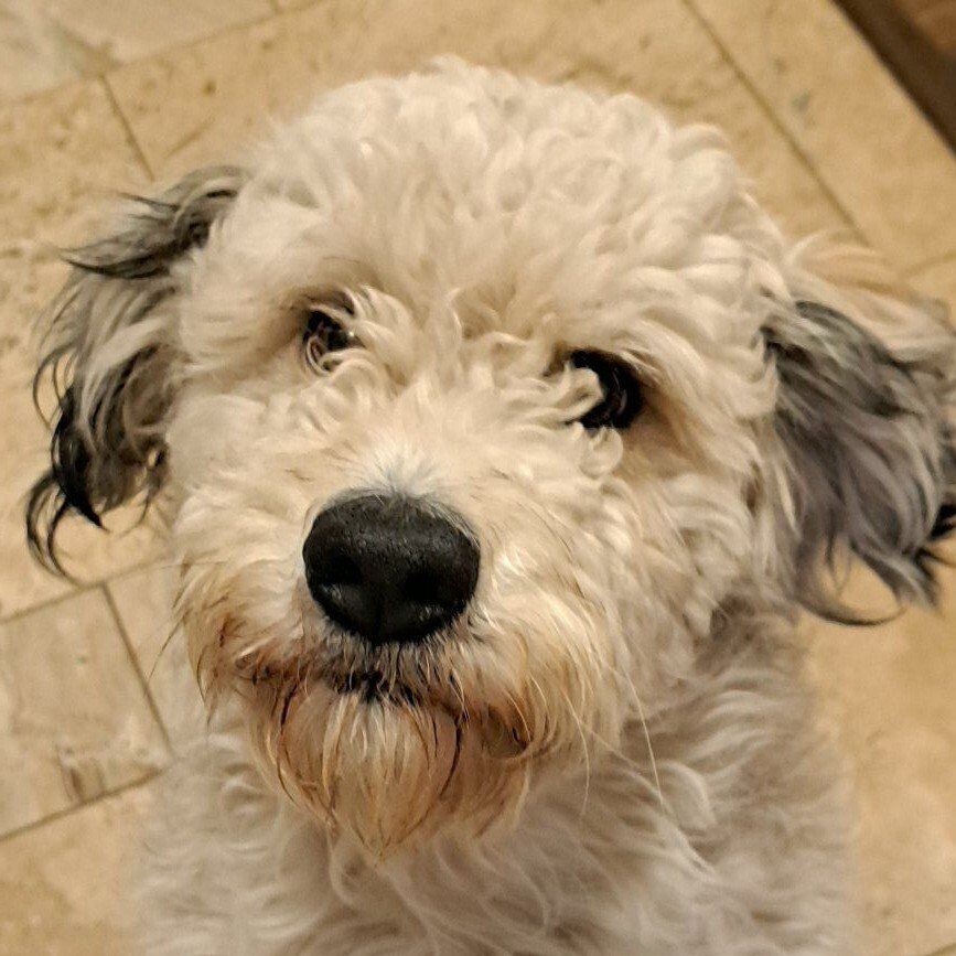 2-year-old Female Aussiedoodle