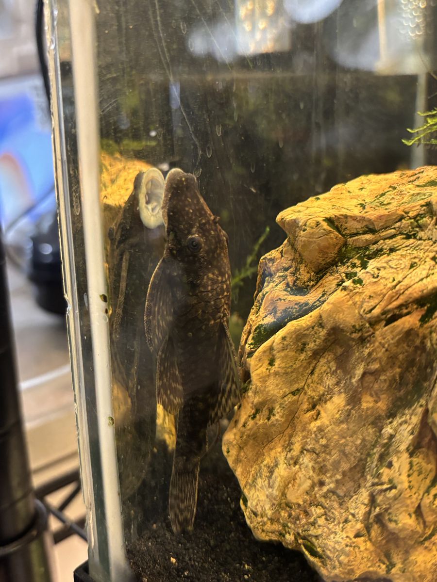 Bristlenose Pleco Breeding Pair