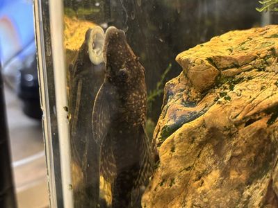 Bristlenose Pleco Breeding Pair