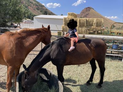 Horse for beginners