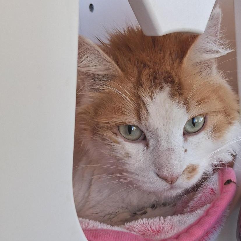 Hello my name is Soufie