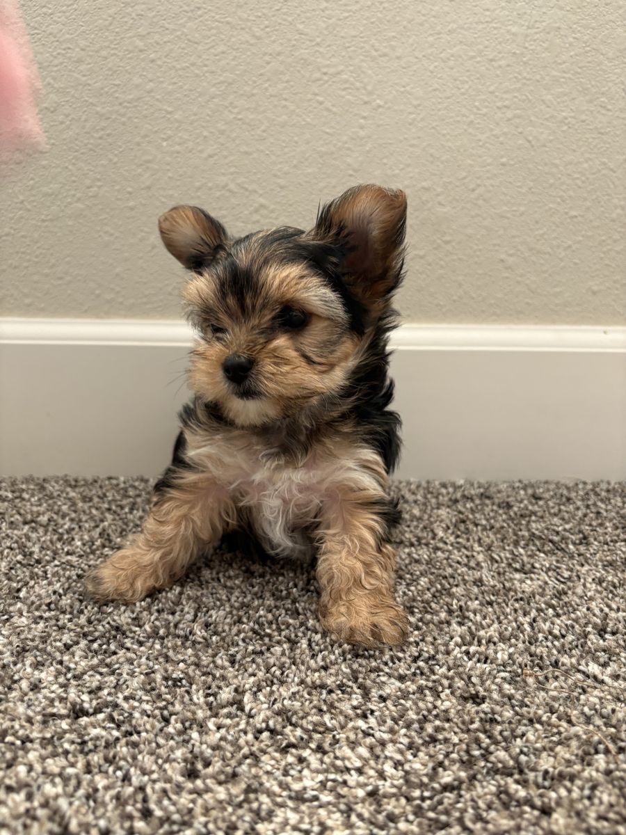 Yorkie puppies