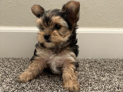 Yorkie puppies