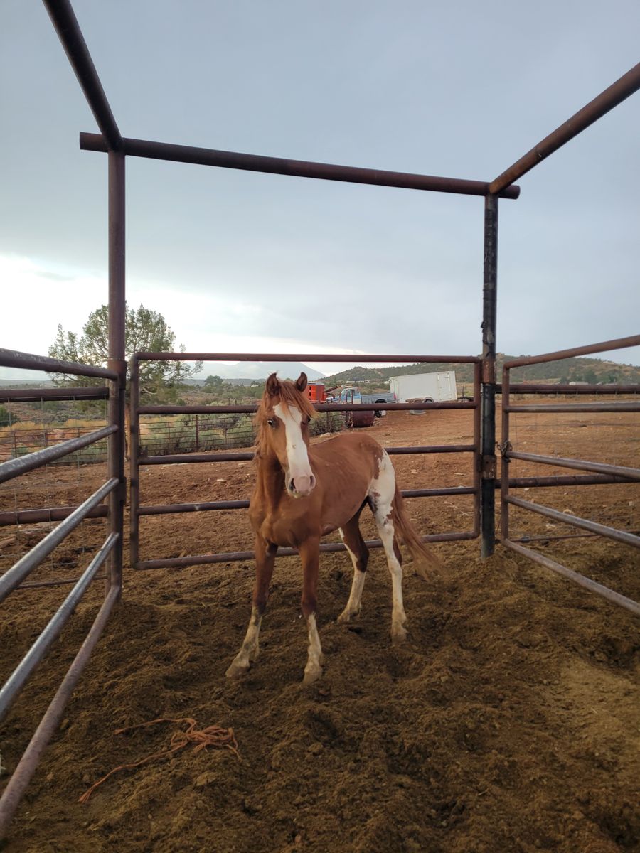 Paint stud colt