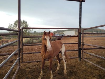 Paint stud colt