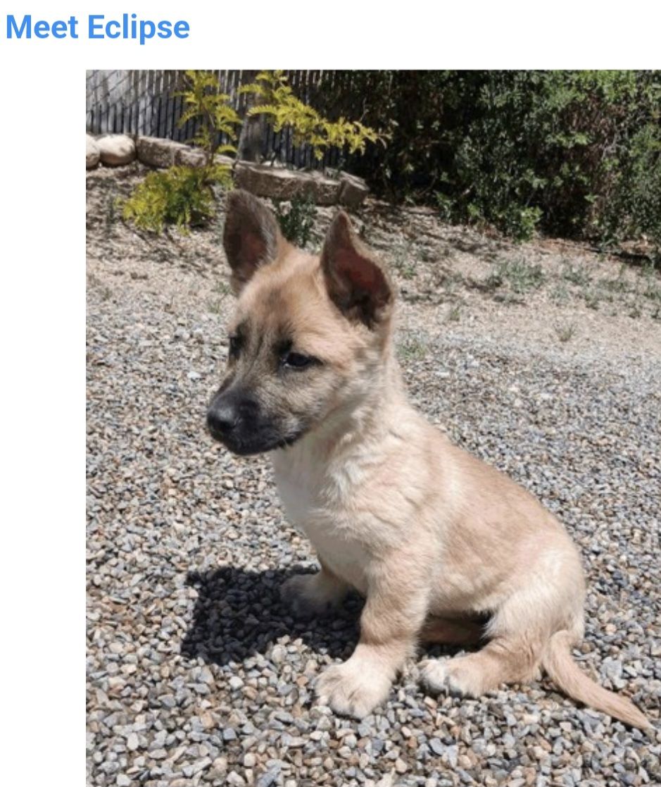 Meet Eclipse - corgi, shepherd mixed breed puppy