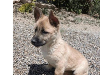 Meet Eclipse - corgi, shepherd mixed breed puppy