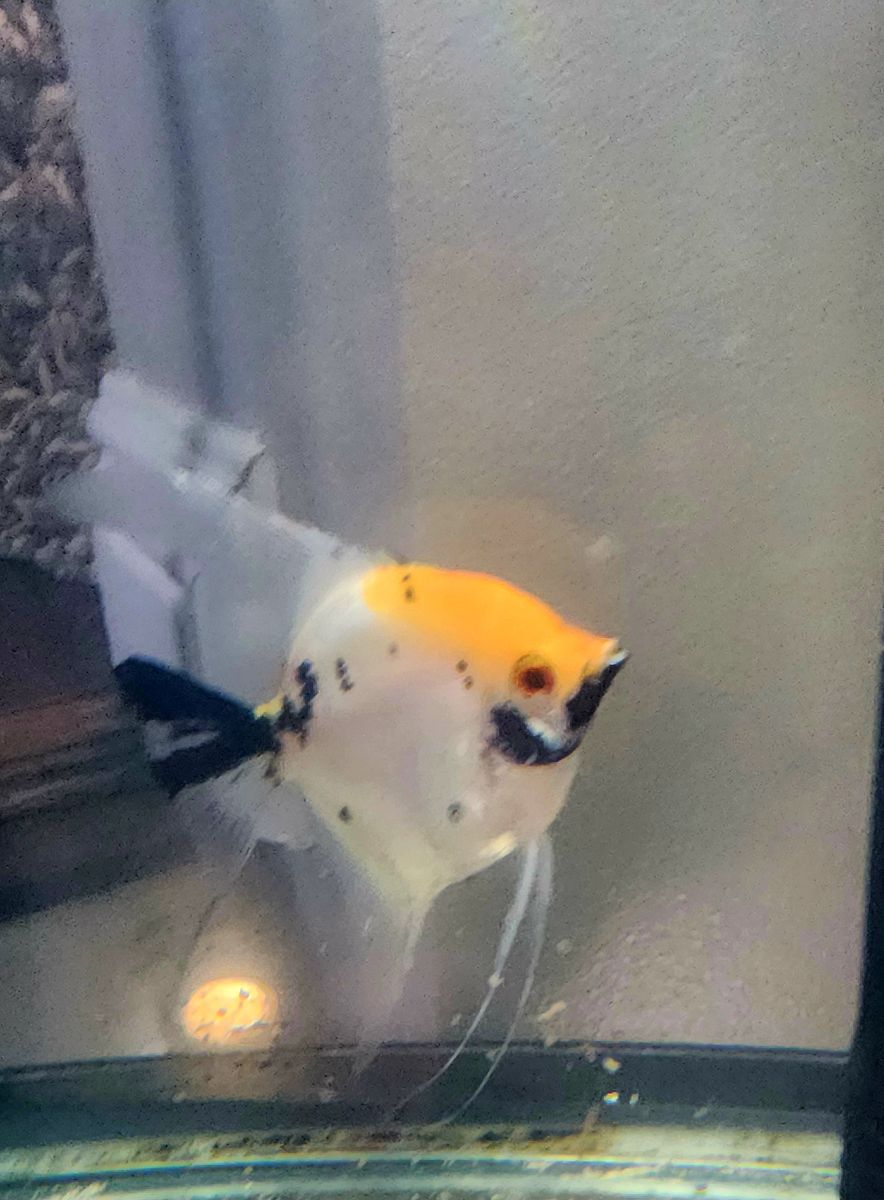 Proven Breeding Adult Female Angelfish for Sale 