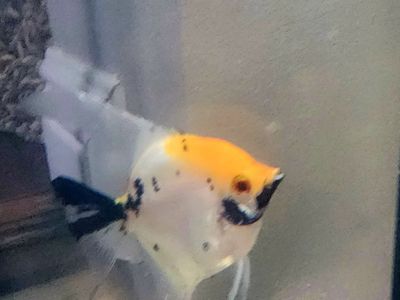 Proven Breeding Adult Female Angelfish for Sale