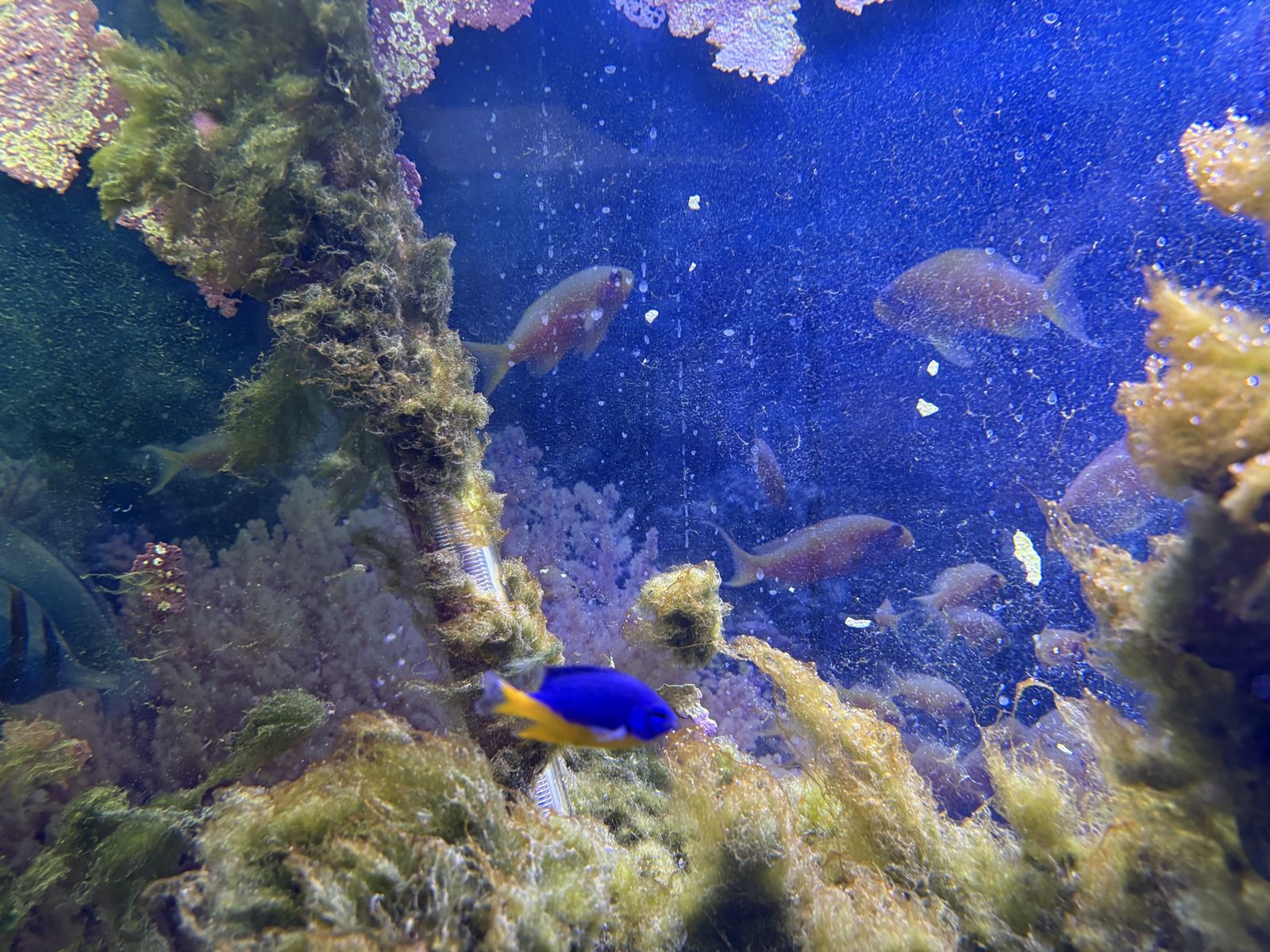 Live Saltwater Fish: Yellow Belly Damsel and Cleaner Wrasse