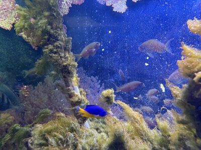 Live Saltwater Fish: Yellow Belly Damsel and Cleaner Wrasse